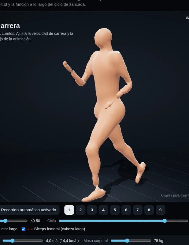 3D running model showing adductor and hamstring biomechanics
